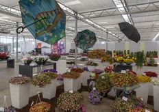 Calibrachoa varieties of Westhoff. 